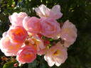 Rock 'n' rose rose photo