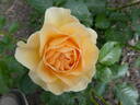 Spotlight rose photo