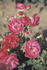 Rosenwunder von Schloss Hexenagger rose photo