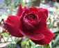 Bonne Nuit rose photo