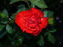 Farandole ® rose photo