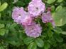 Schöne von Holstein rose photo
