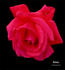 Futura rose photo