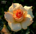 Agnes My Oh! rose photo