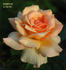 Agnes My Oh! rose photo