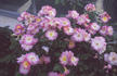 Ausonius rose photo