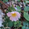 Rosa Pendulina Bourgogne rose photo