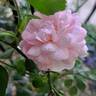 Aloha rose photo