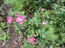 Černica rose photo