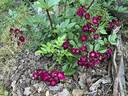 Ilmenau rose photo