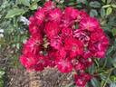 Alberich rose photo