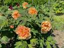 Aussie Peach peony photo