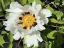 <i>P. rockii</i> subsp. <i>taibaishanica</i> D.Y. Hong, synonym peony photo