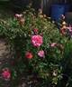 Feroxia rose photo