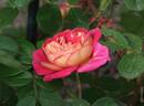 Feroxia rose photo
