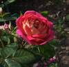 Feroxia rose photo