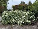 Lamarque rose photo