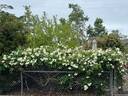 Lamarque rose photo