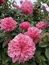 Monsieur Tillier rose photo