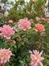 Orange Elf rose photo