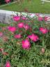 Betty Vickers rose photo