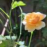 Port Sunlight rose photo