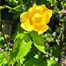 Lemon Fizz ® rose photo