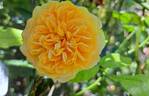 Crown Princess Margareta rose photo