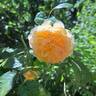 Crown Princess Margareta rose photo