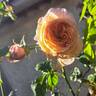 Domaine de Chantilly® rose photo
