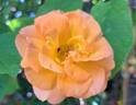 Message d'Espoir rose photo