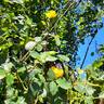 Bordure d'Or® rose photo