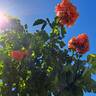 Orangerie rose photo