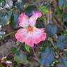 Dolomiti rose photo