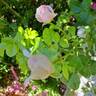 Pink Eureka rose photo