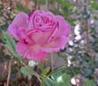 Madame de Maintenon rose photo