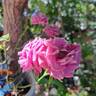 Lavender Meillandina ® rose photo