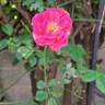 Bee's Paradise ® Pink rose photo