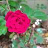Cherry Frost rose photo