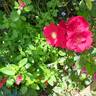 Vittel rose photo