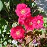 Vittel rose photo