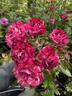 A Night of Magic rose photo