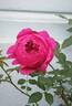 Autumn Rouge rose photo
