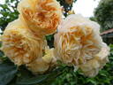 Crown Princess Margareta rose photo