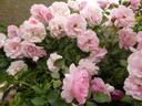 Bonica, Cl. rose photo