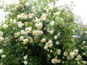 Alister Stella Gray rose photo
