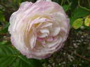 André Brichet rose photo