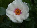 Open Your Eyes rose photo