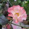Betty Boop ™ rose photo