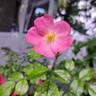 Rigo Fortuna rose photo